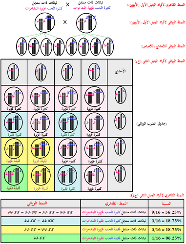 الجيل 2.png