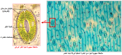 الوثيقة 2.png