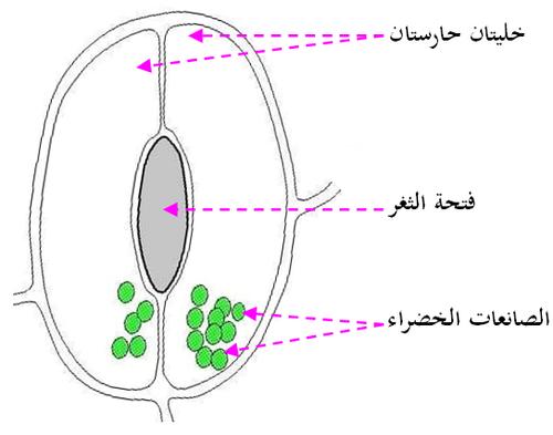 ر.ت.لبنية الثغر الورقي.png