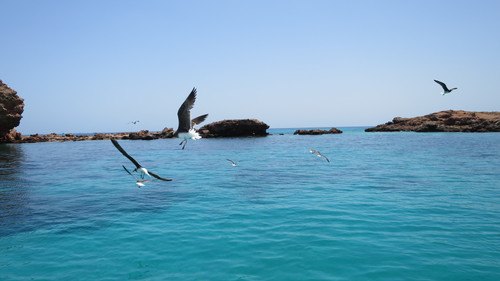 Discover the Magic of Oman's Coast: Sea Tours & Adventures.jpg