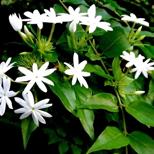 bonobithi kundo flower white jas.jpg