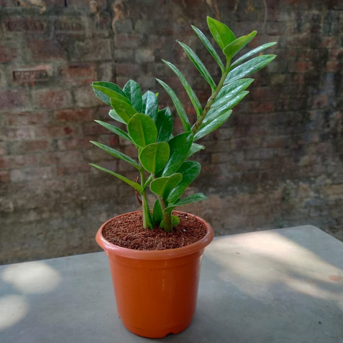 green zz plant.jpg
