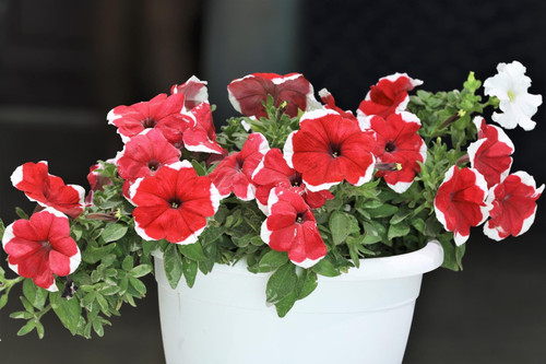 petunia flower plant (1).jpg
