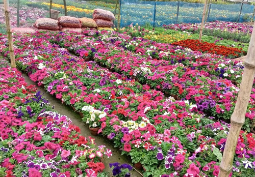 multicolor petunia flower plant.jpg