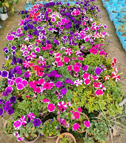 pitunia flower plant.jpg