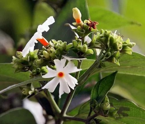 live harsingar healthy plant 2 1.jpg