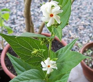 parijat harsingar ka podha parij.jpg