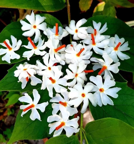 harsingar plant.jpg