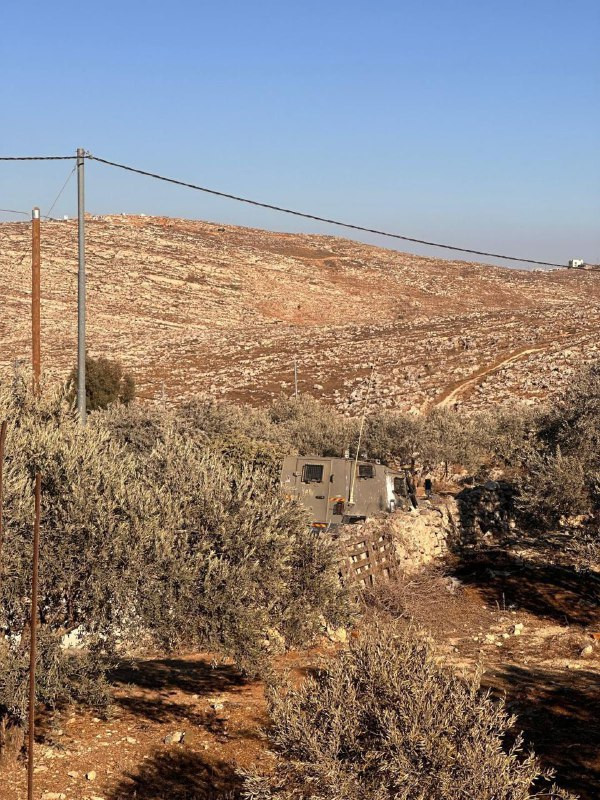 مستوطنون يقتحمون أراضي الفلسطينيين في بلدة روجيب شرق نابلس ويقومون بسرقة ثمار الزيتون، مع وجود حماية من قوات الاحتلال....