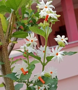 no perennial yes shiuli flower p.jpg