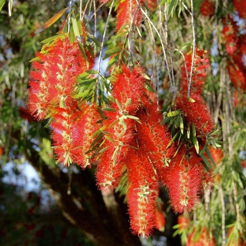 bottle brush plant.jpg