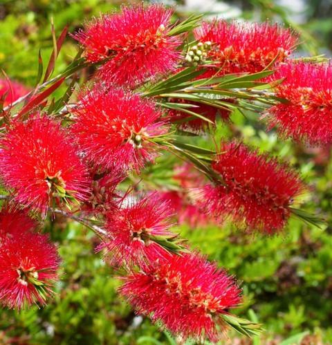 no biennial yes bottle brush31 m.jpg
