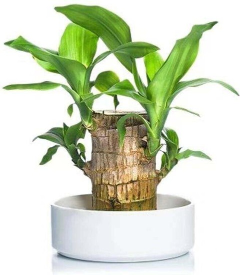 1 healthy indoor live lucky braz.jpg