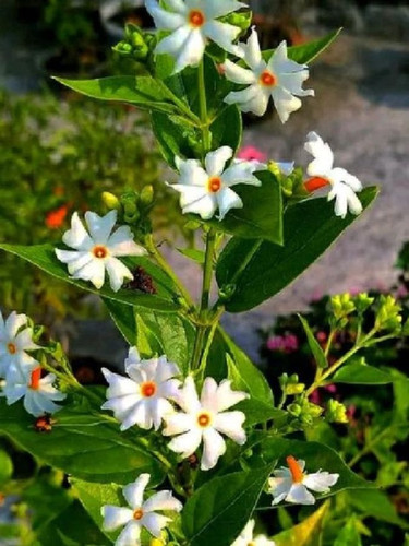 cropped Harsingar plant photo.jpg