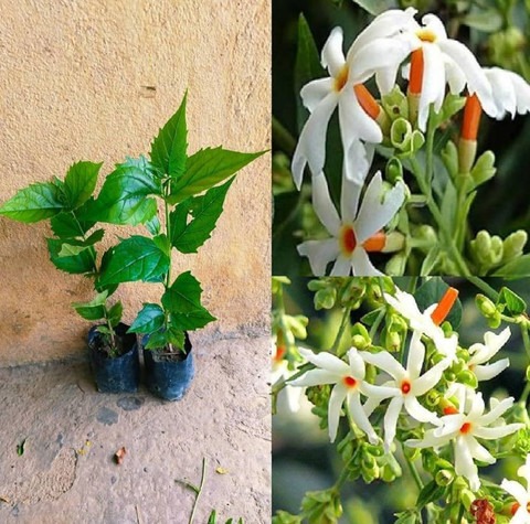 yes perennial yes hybrid parijat.jpg