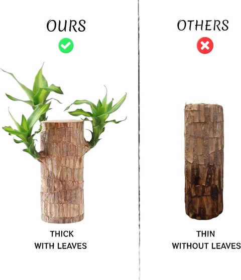 1 lucky brazil wood plant feng s.jpg