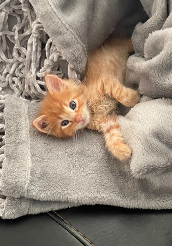 orange kitten 2024.jpg