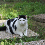 IMG 0226