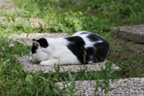 IMG 0240.jpg