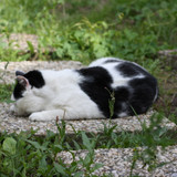 IMG 0240