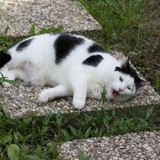 IMG 0242