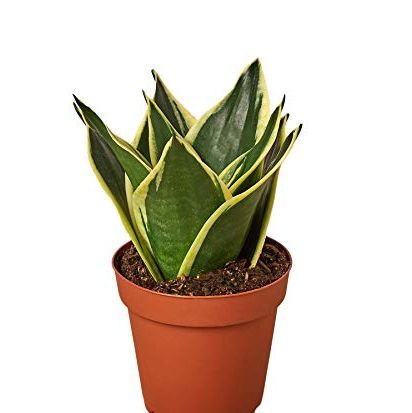 How to Grow and Care for a Snake Plant.jpg