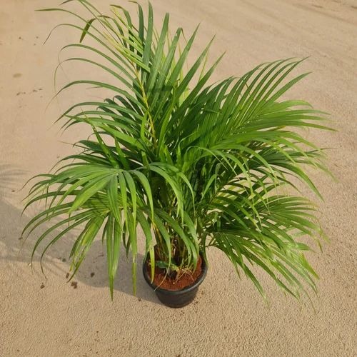 arecapalmin8inchplasticpot249 50.jpg