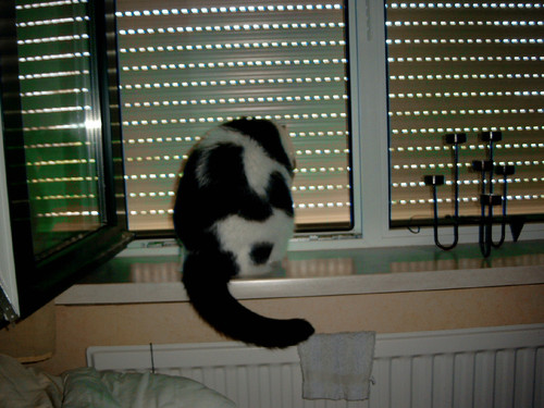 Medion   DIGITAL CAMERA.jpg