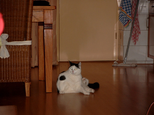 Medion   DIGITAL CAMERA.jpg
