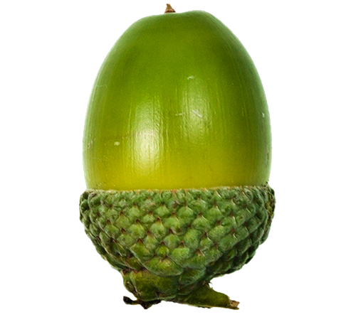 kisspng acorn oak fruit acorn 5a78a7077ae7b9.3124072615178565195034.png