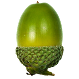kisspng acorn oak fruit acorn 5a78a7077ae7b9.3124072615178565195034