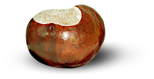 kisspng chestnut auglis clip art notch creative chestnut hair 5aa3557746ca86.29651194152065368729.png