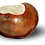 kisspng chestnut auglis clip art notch creative chestnut hair 5aa3557746ca86.29651194152065368729