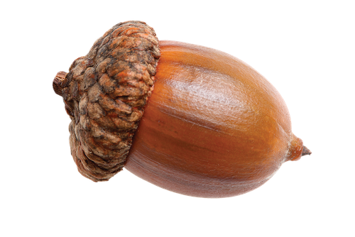 pngwing.com (16).png
