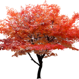 kisspng red maple tree autumn leaf color red leaf tree poster 5a9ef451009cf6.3054473815203666730025