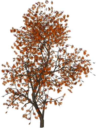 kisspng populus nigra tree autumn leaf color red tree 5a91137f8e26d4.5967185215194571515823.png