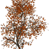 kisspng populus nigra tree autumn leaf color red tree 5a91137f8e26d4.5967185215194571515823