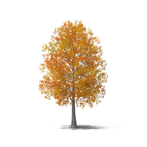 kisspng autumn tree autumn tree 5a866056177199.7620865515187559260961.png