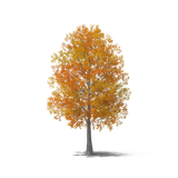 kisspng autumn tree autumn tree 5a866056177199.7620865515187559260961