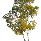 5a2a1ffc005cf6.0805896515127101400015