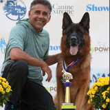 Stud german shepherd for breeding.png