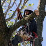 Tree Removal Service Long Island