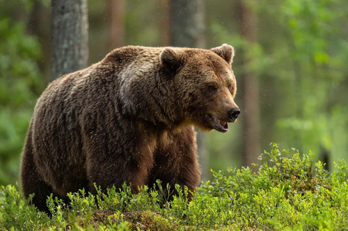 european brown bear in forest l 17245633305221572184378.jpg