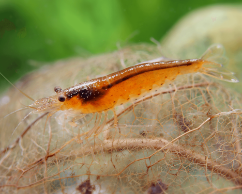 orange amano 2 600x600@2x.png