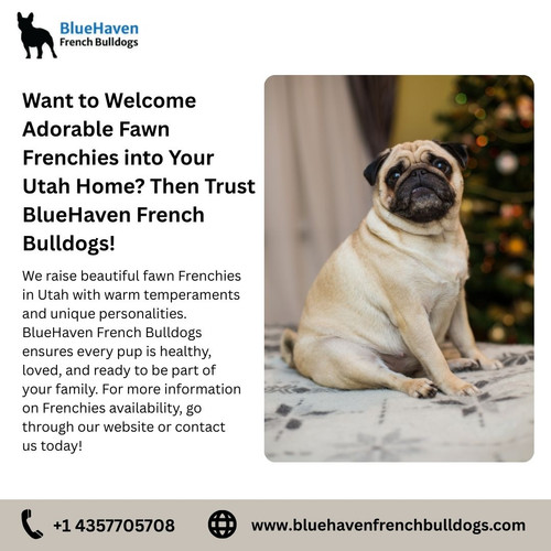 Wondering Where to Buy a Sable French Bulldog in Utah Then Trust BlueHaven French Bulldogs! (4).jpg