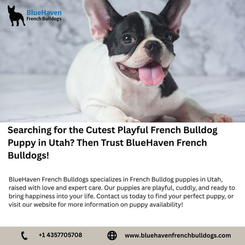 Wondering Where to Buy a Sable French Bulldog in Utah Then Trust BlueHaven French Bulldogs! (5).jpg