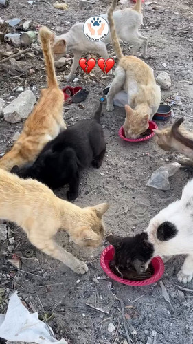 xmK3nhQzoA KcW8G.jpg