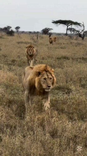 L F6A PbQ4gnnj8c.jpg