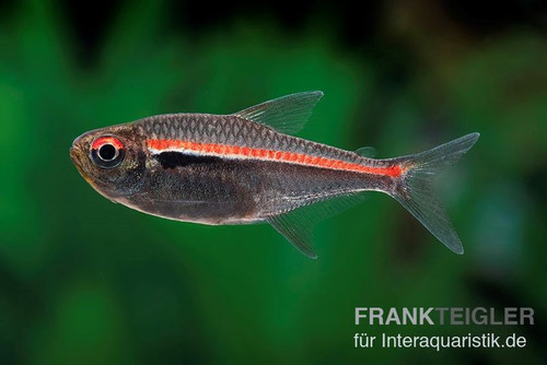 Amapa Gluehlichtsalmler Hyphessobrycon amapaensis 2.jpg