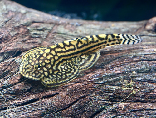 1376 Sewellia lineolata Nr.2 1920x1920.jpg